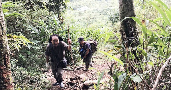 Các lợi ích sức khỏe từ cây nhân sâm có biết chạy không và cách sử dụng hiệu quả