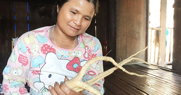 Sâm cau trắng có tính ấm hay lạnh?
