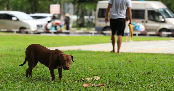 Có chiến dịch giáo dục cộng đồng và tăng cường quản lý chó cưng được thực hiện để giảm nguy cơ lây nhiễm bệnh dại trong năm 2021 không?