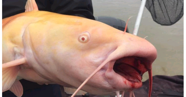 Có ai từng bắt được con cá trê bạch tạng khổng lồ?
