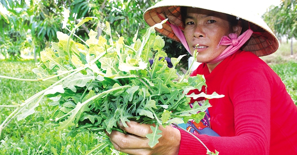  Cây rau sam biển - Một bí quyết tự nhiên cho sức khỏe và sự phát triển