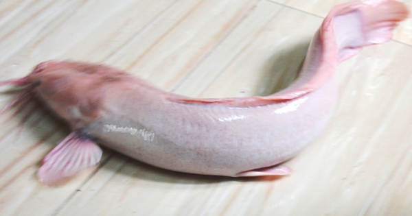 Tại sao cá trê bạch tạng có màu trắng khác thường?
