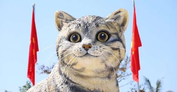 Hoa Hậu Mèo' Ở Quảng Trị Giá Chỉ 31 Triệu: Chuyện Làm Nên Ứng Viên Linh Vật  Đẹp Nhất Tết Này