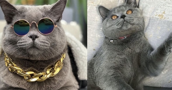 Những 'boss' mèo nào lừng danh trong lịch sử?