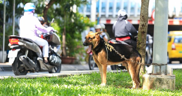 Có cần tiêm phòng khi bị mèo cắn? 
