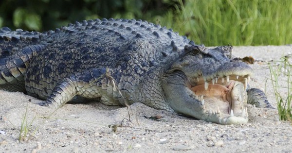 Bộ phận sinh dục của cá sấu có thay đổi theo thời gian không?
