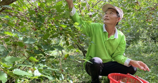 Làm thế nào để phát hiện và xử lý vi khuẩn, nấm gây hại ảnh hưởng đến quá trình cây dâu tằm ra trái?
