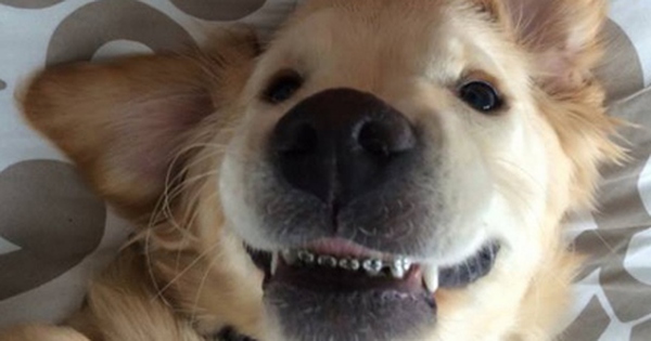 Lợi ích của việc niềng răng cho chó là gì?
