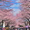 Khám phá vẻ đẹp rực rỡ của lễ hội hoa anh đào tại Tokyo và Kyoto