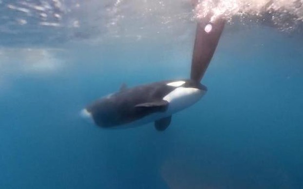 Giải mã bí ẩn đằng sau những vụ tấn công tàu bè của cá voi sát thủ