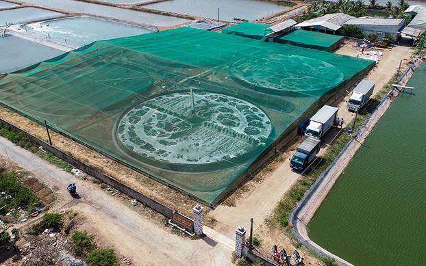 Triển vọng mô hình nuôi cá mú Trân Châu trong bể xi măng