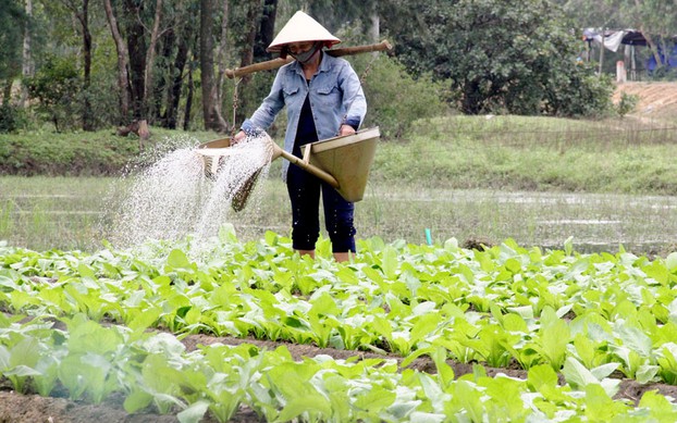 Bức tranh nông nghiệp Việt Nam năm 2024