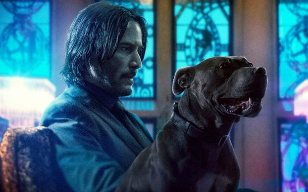 Biệt đội' chiến khuyển trong 'John Wick 3' được huấn luyện thế nào?