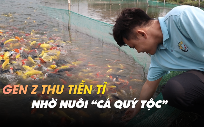 Cá Koi: Tin Tức, Hình Ảnh, Video, Bình Luận