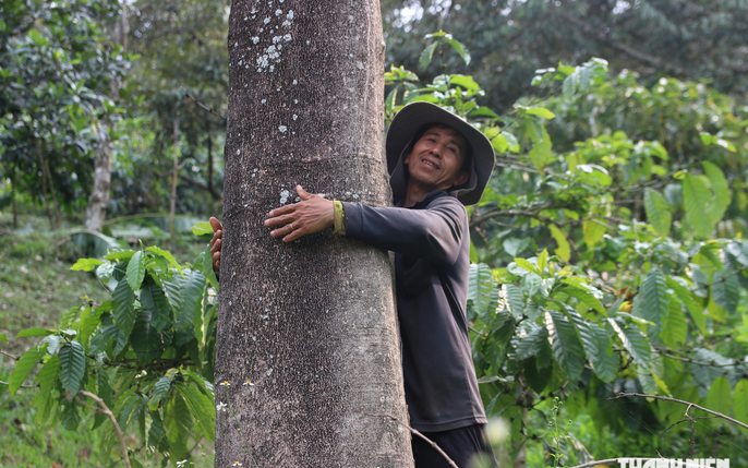 Hiệu quả mô hình trồng rừng kết hợp chăn nuôi ở huyện miền núi Phong Thổ   baotintucvn