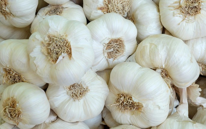 tỏi: tin tức, h&igrave;nh ảnh, video, b&igrave;nh luận mới nhất