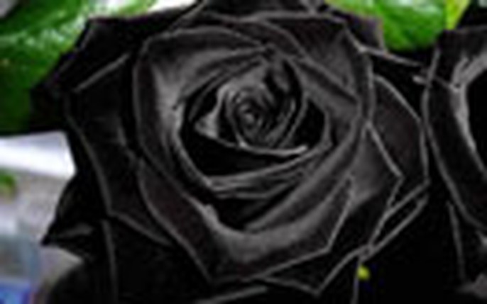 Hoa hồng đen thực sự thu hút sự chú ý của mọi người bởi nét độc đáo và quyến rũ của nó. Nếu bạn muốn khám phá sự độc nhất vô nhị của loại hoa này, hãy đến với hình ảnh của hoa hồng đen và tìm hiểu thêm về nó.