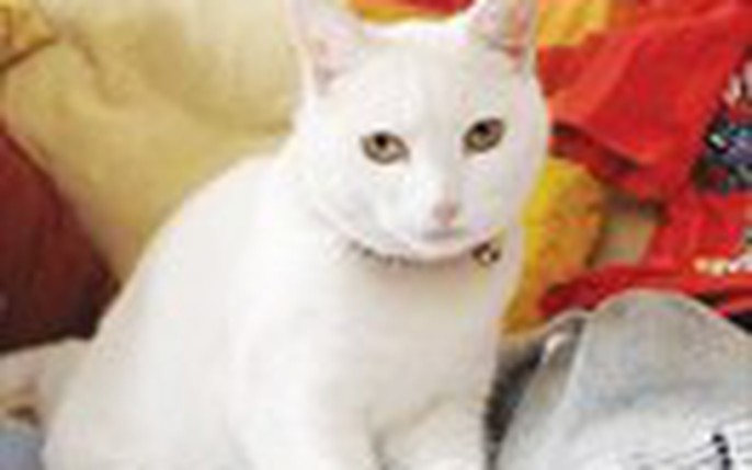 Hình ảnh Mèo Trắng Ngắn PNG Miễn Phí Tải Về  Lovepik