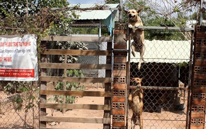 Chó xoáy Phú Quốc: Chó xoáy Phú Quốc có thân hình cân đối và được xem là một trong những giống chó hiếm. Họ có năng lực săn bắn và là bạn đồng hành đáng tin cậy.