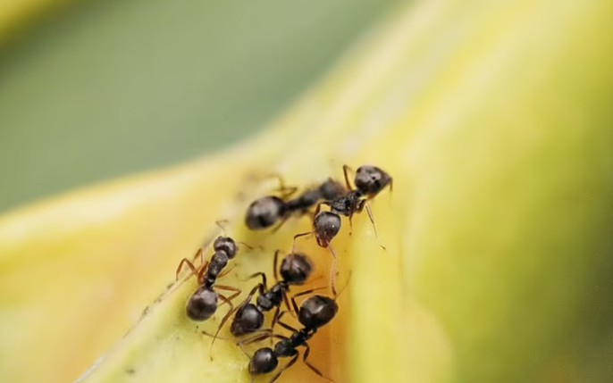 hàng nghìn con kiến: Tin tức, Video, hình ảnh hàng nghìn con kiến