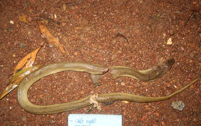 Rắn cắn: Một cú cắn của rắn có thể gây ra những ảnh hưởng nghiêm trọng cho sức khỏe. Hãy xem bức ảnh này để tìm hiểu cách phòng tránh và xử lý khi bị rắn cắn.