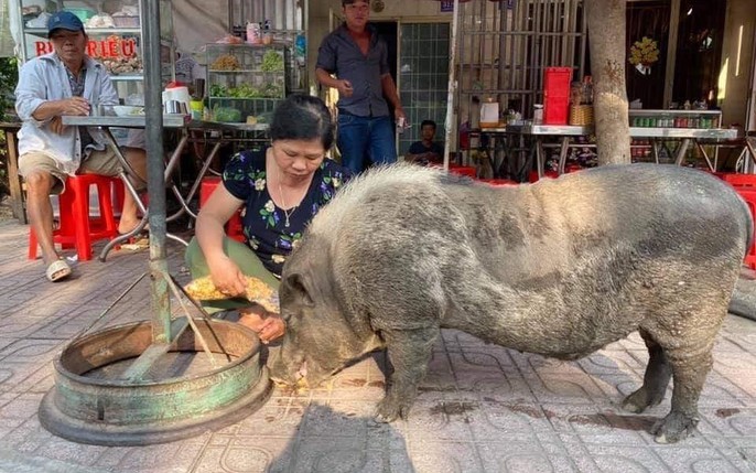 Hình ảnh Heo ăn Vặt Hàng Ngày Minh Họa PNG Miễn Phí Tải Về  Lovepik