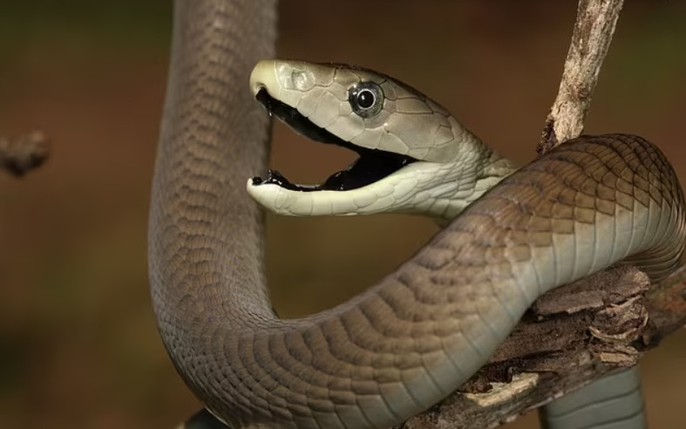 Hết hồn với loài rắn đẹp nhất và cực độc này
