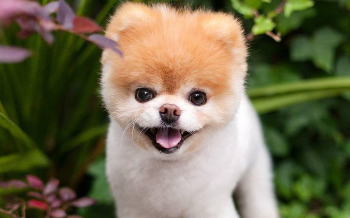 Sở hữu một chú phốc sóc (Pomeranian) là giấc mơ của nhiều người. Hãy truy cập trang web của chúng tôi để cùng ngắm nhìn những hình ảnh siêu dễ thương của loài chó này.