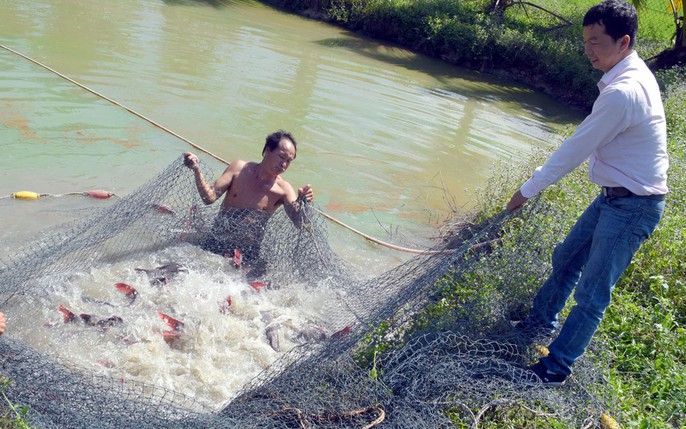 nuôi cá lăng: tin tức, hình ảnh, video, bình luận