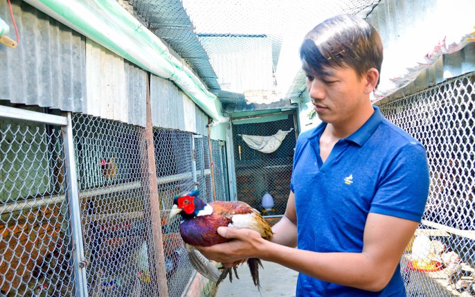 Nuôi chim trĩ vừa làm cảnh và khai thác trứng loài chim siêu bổ.
