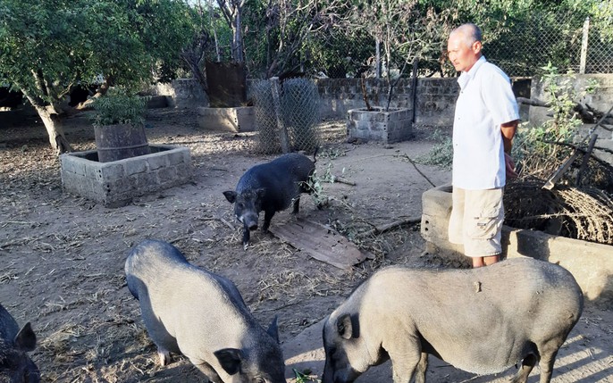 Thăm mô hình chăn nuôi lợn rừng tại xã Sơn Trường