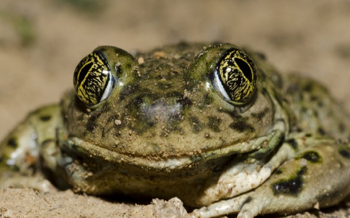 Xem hơn 48 ảnh về hình vẽ con ếch  NEC