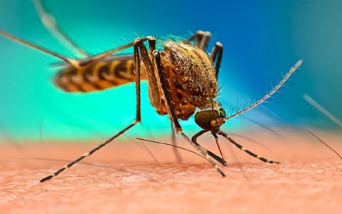Bệnh Muỗi đốt Nguyên nhân biến chứng và cách điều trị