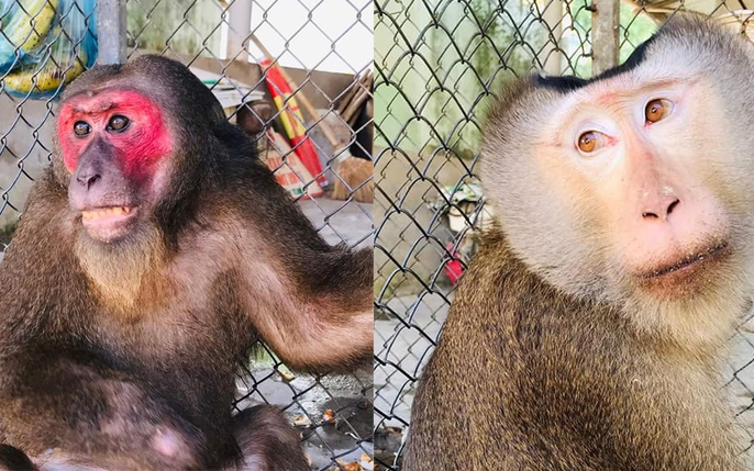 Khỉ mặt đỏ là một trong những loài khỉ đáng yêu nhất và thân thiện nhất tới người. Hãy tới xem những hình ảnh về khỉ mặt đỏ để được đắm mình trong sự dễ thương của chúng.
