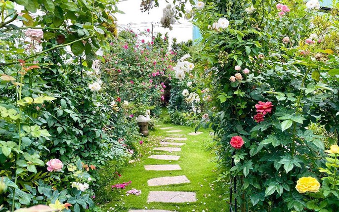 Vườn hoa hồng ngoại đẹp lung linh: tin tức, hình ảnh, video, bình luận
