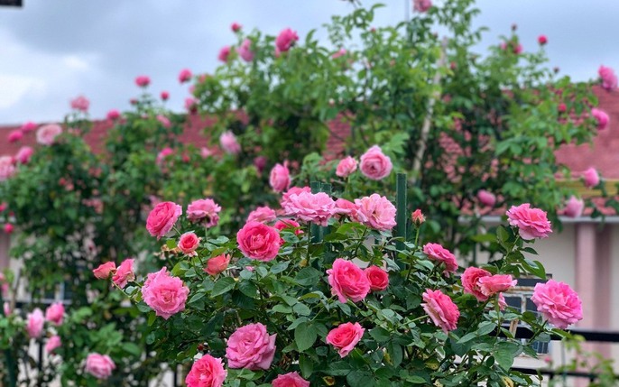 Vườn hoa hồng đẹp mê ly ở TP.HCM: tin tức, hình ảnh, video, bình luận