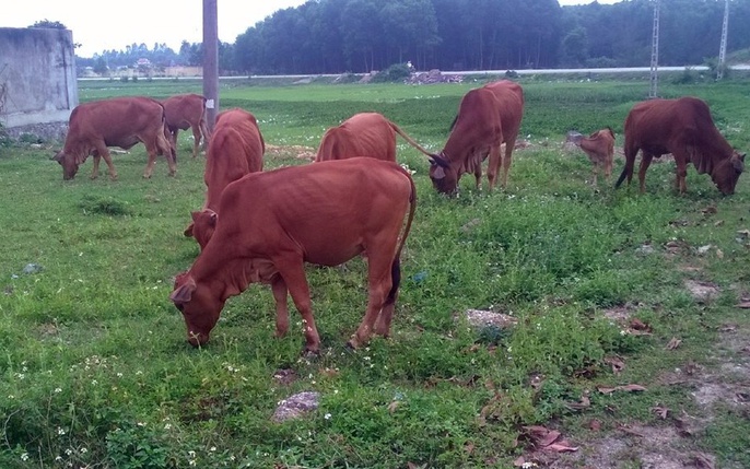 Kỳ công cõng cỏ nuôi bò Vàng trên Công viên đá Kỳ I  Nuôi bò Vàng  trên lưng  Báo Hà Giang điện tử