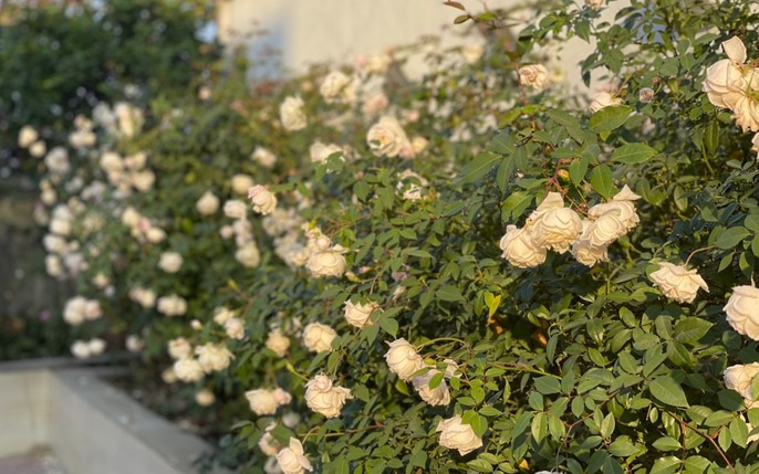 Vườn hoa hồng đẹp: tin tức, hình ảnh, video, bình luận mới nhất