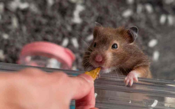 Hình nền Nền Hamster ăn Mận Nền, Hình ảnh Chuột Hamster Dễ Thương, Chuột  đồng, động Vật Background Vector để tải xuống miễn phí - Pngtree
