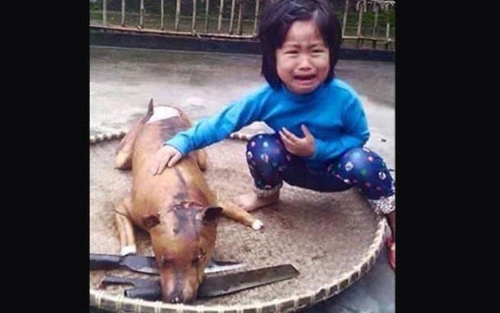 Bé gái khóc, chú chó bị giết thịt: Xem hình ảnh bé gái khóc, chú chó bị giết thịt để hiểu được sự đau xót của con người với động vật trong tình trạng bị bạo hành và lạm dụng. Đó là lời nhắc nhở chúng ta cần hành động để bảo vệ động vật và xây dựng một thế giới hòa bình và yêu thương.