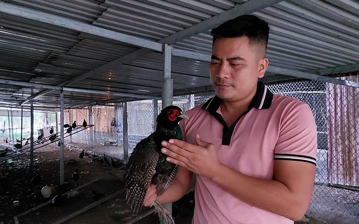 Làm giàu từ 4 con chim trĩ