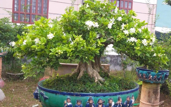 Cách trồng cây Nguyệt Quế trong nhà hợp phong thủy mang lại tài lộc cho gia  chủ