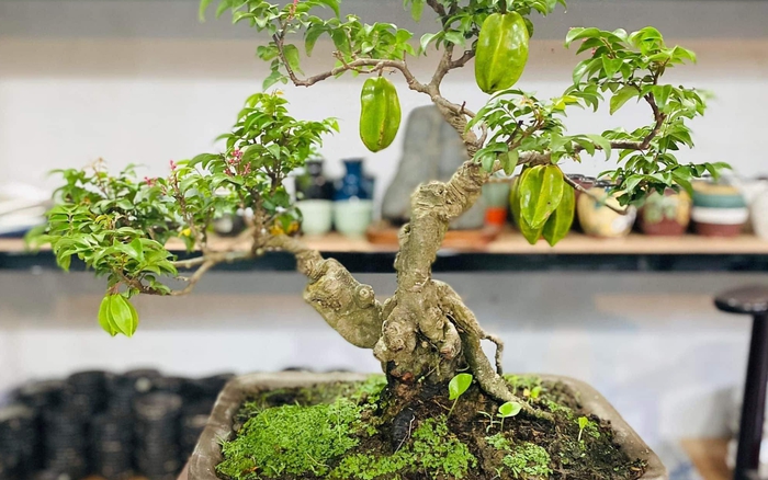 Cây khế \'hóa\' bonsai thu về tiền triệu