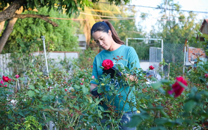 Bài lương khô Tết 2022 Cách trồng và chăm sóc cây hoa hồng khi mới mua   Kinh nghiệm làm ăn  Báo ảnh Dân tộc và Miền núi