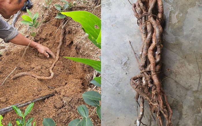 Cách chữa tóc bạc sớm tại nhà nhờ sử dụng Hà thủ ô Cách chữa tóc bạc sớm tại nhà nhờ sử dụng Hà thủ ô