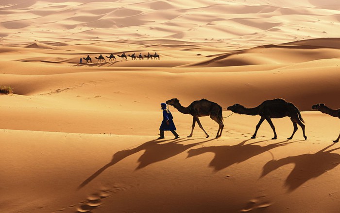 Chống sa mạc hóa tại Châu Phi