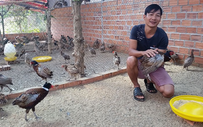 Nuôi chim trĩ, gà quý phi chàng trai Cần Thơ kiếm 300 triệu đồng mỗi năm | Báo Dân trí Nuôi chim trĩ, gà quý phi chàng trai Cần Thơ kiếm 300 triệu đồng mỗi năm | Báo Dân trí