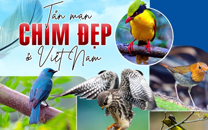 20 các loài chim cảnh nhỏ thường nuôi trong nhà ở Việt Nam - KHBVPTR