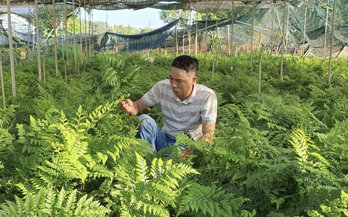 Thu trăm triệu mỗi tháng từ vườn dương xỉ có một không hai ở Đắk Nông   Báo Dân trí