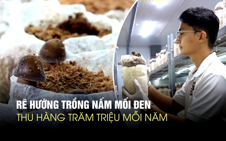 Nghỉ việc ngân hàng, chàng trai thu hàng trăm triệu mỗi năm từ nấm mối đen